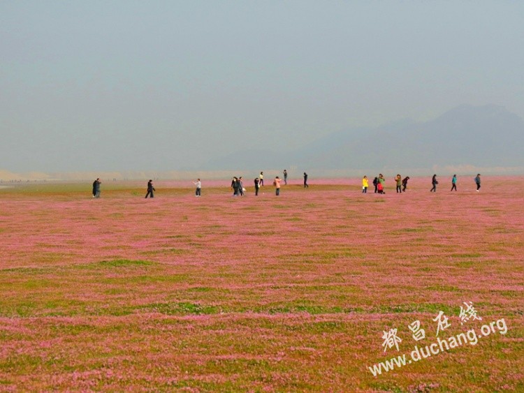 都昌鄱阳湖畔蓼子草花海还是那样美丽灿烂