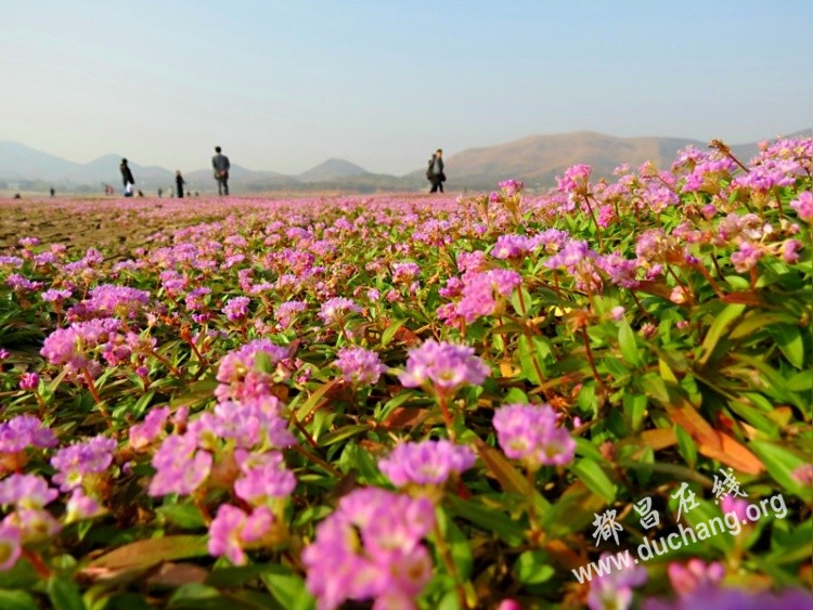 都昌鄱阳湖畔蓼子草花海还是那样美丽灿烂